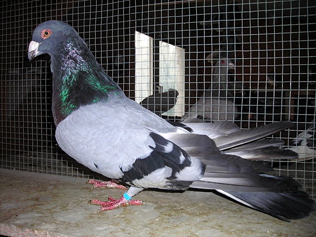oriasgalamb